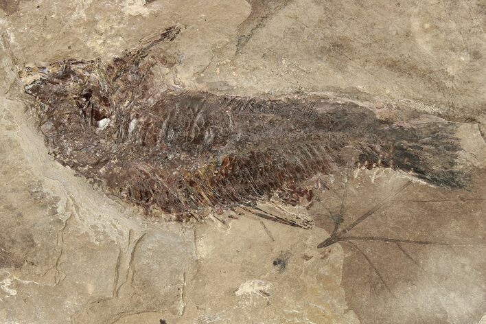 Miocene Fossil Fish - Cherry County, Nebraska #262280